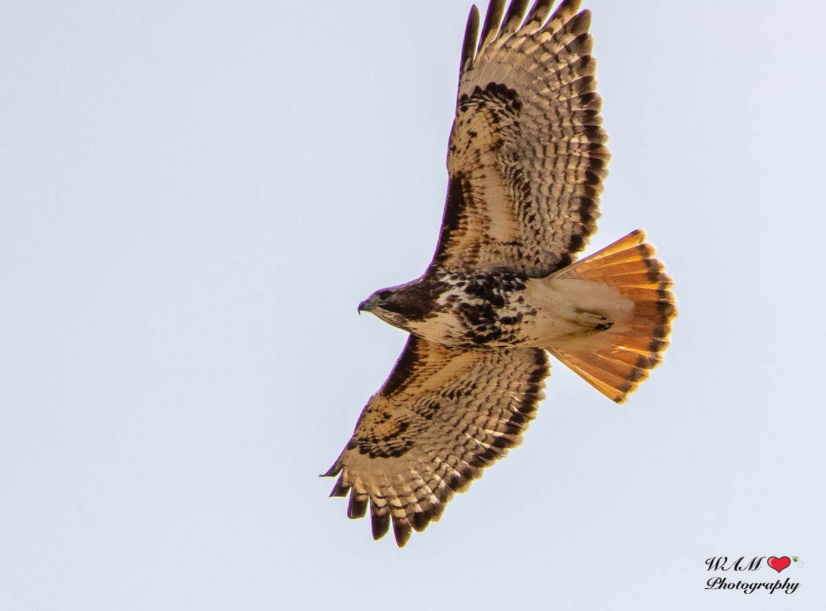 Rotschwanzbussard (abieticola) - ML550170921