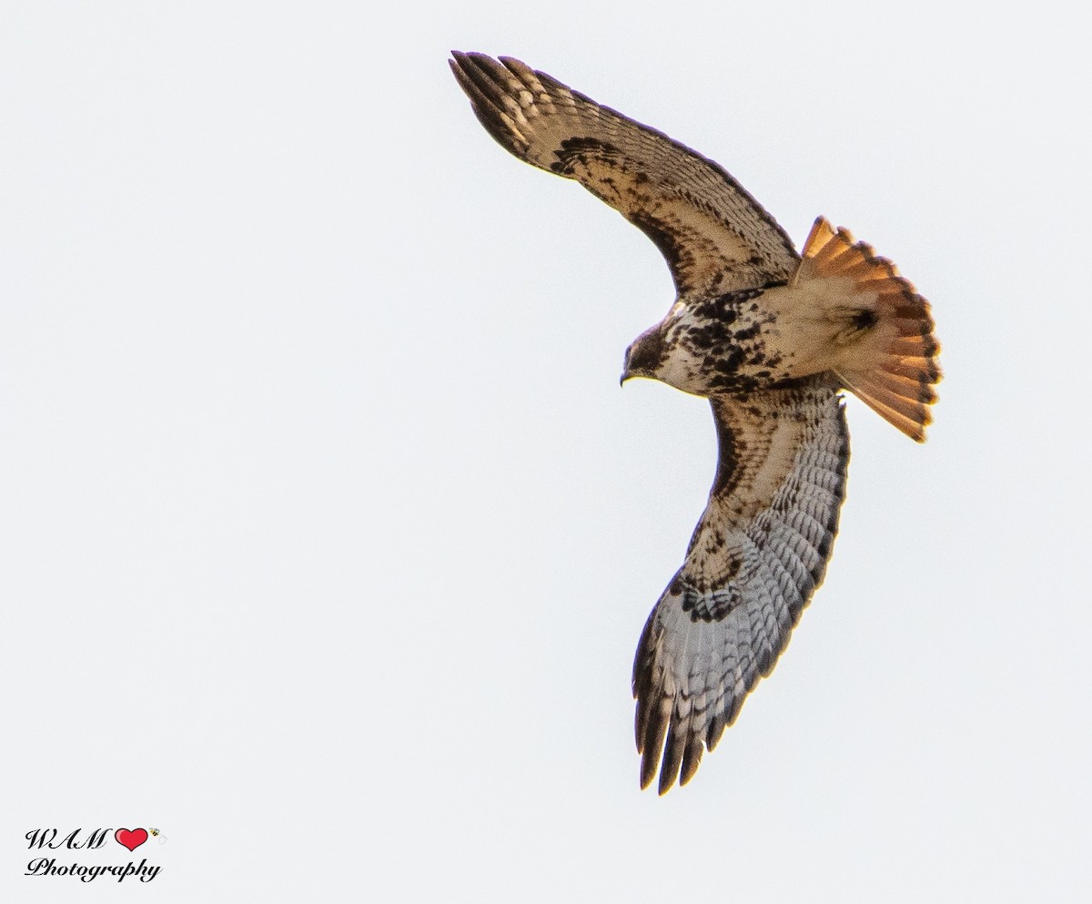 Red-tailed Hawk (abieticola) - RTHOC Group