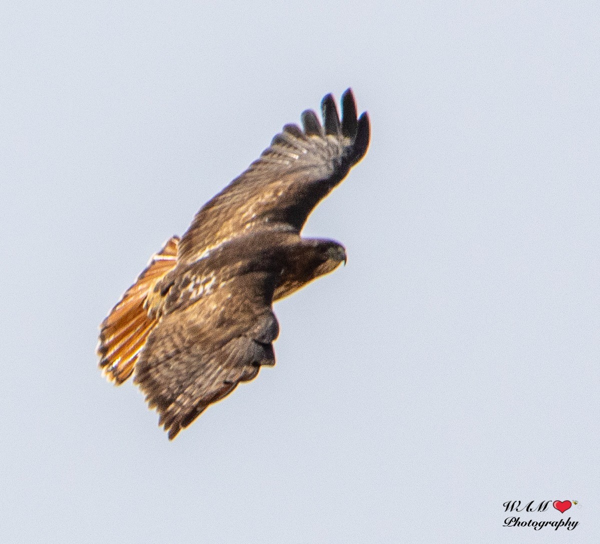 Red-tailed Hawk (abieticola) - ML550170951