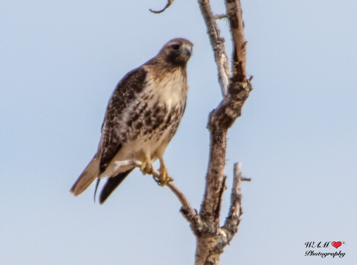 Red-tailed Hawk (abieticola) - ML550171201