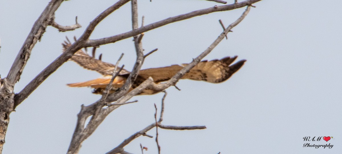 Rotschwanzbussard (abieticola) - ML550171211