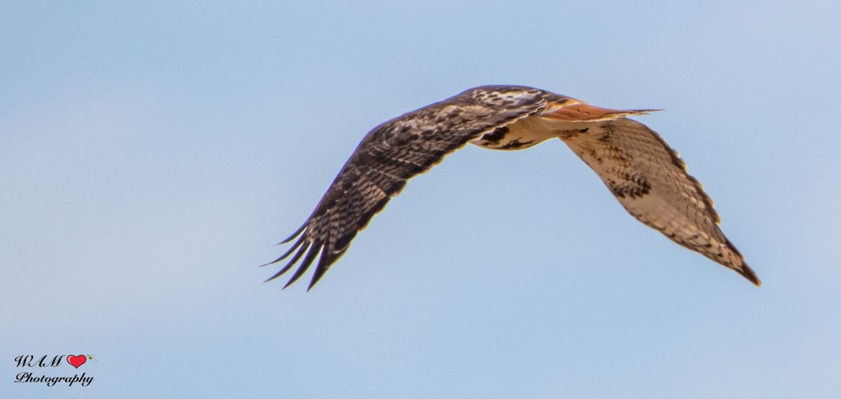 Red-tailed Hawk (abieticola) - ML550171221