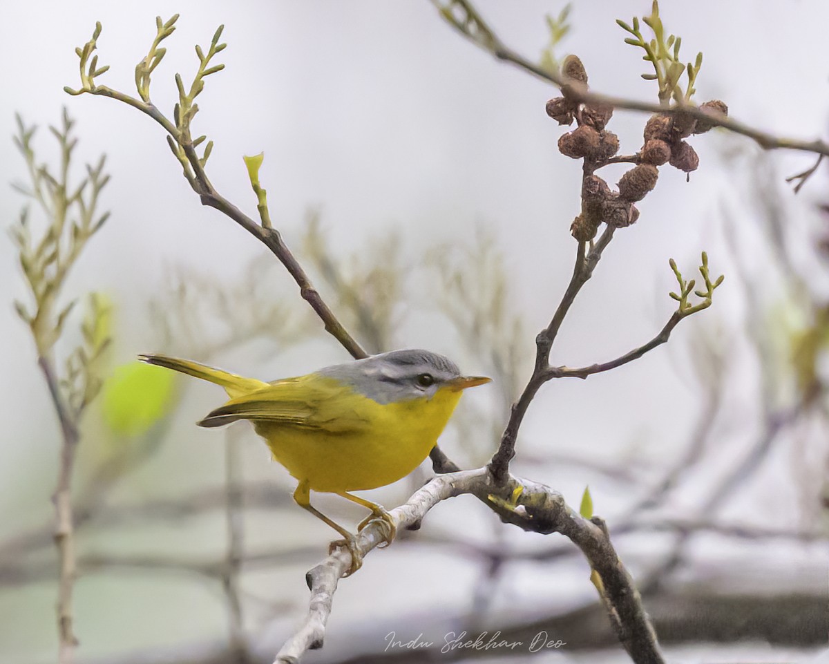 Gray-hooded Warbler - ML550171491