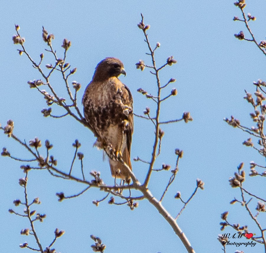 Red-tailed Hawk (abieticola) - ML550171621