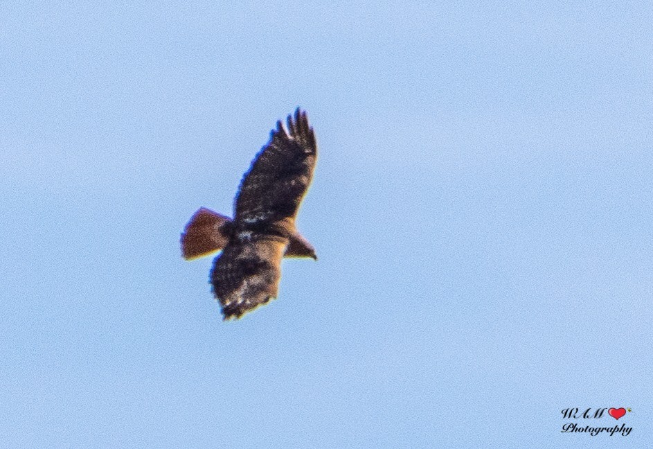 Red-tailed Hawk (abieticola) - ML550171631