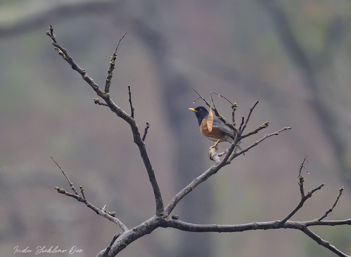 Black-breasted Thrush - Indu Shekhar Deo