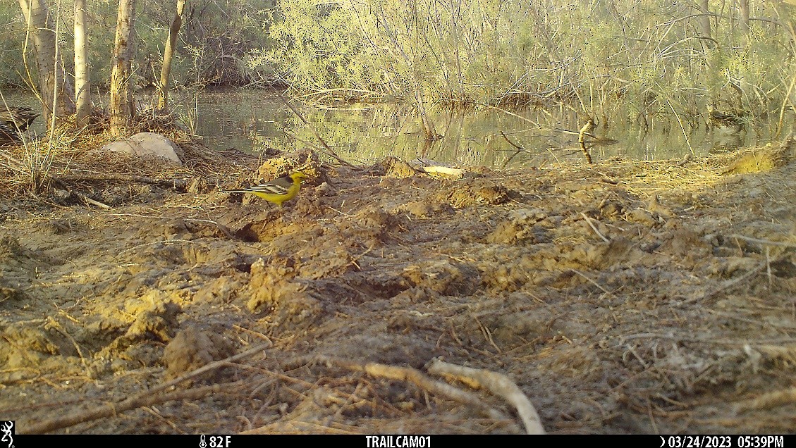 Шар түрүүт цэгцгий - ML550171761