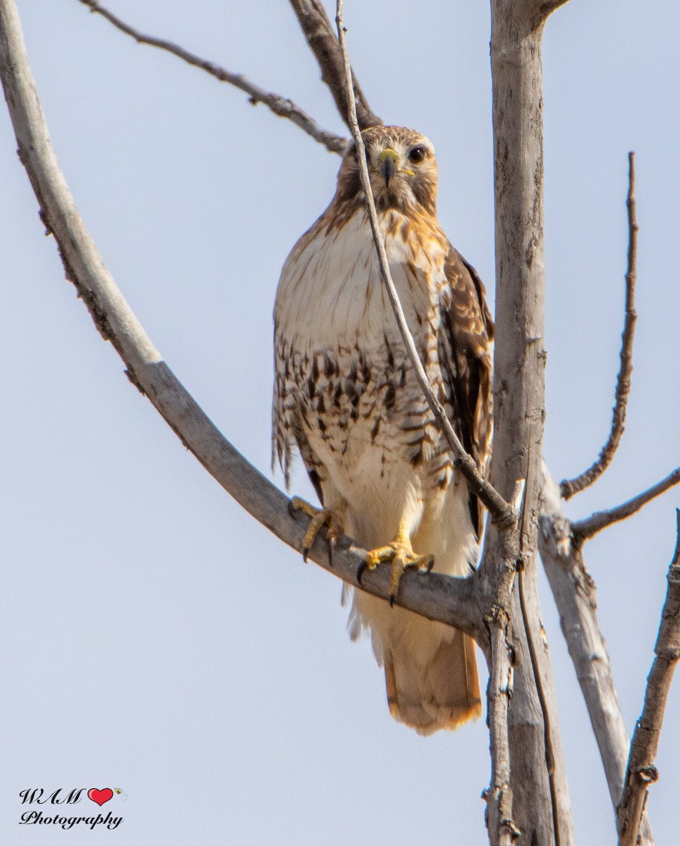 Red-tailed Hawk - ML550172051