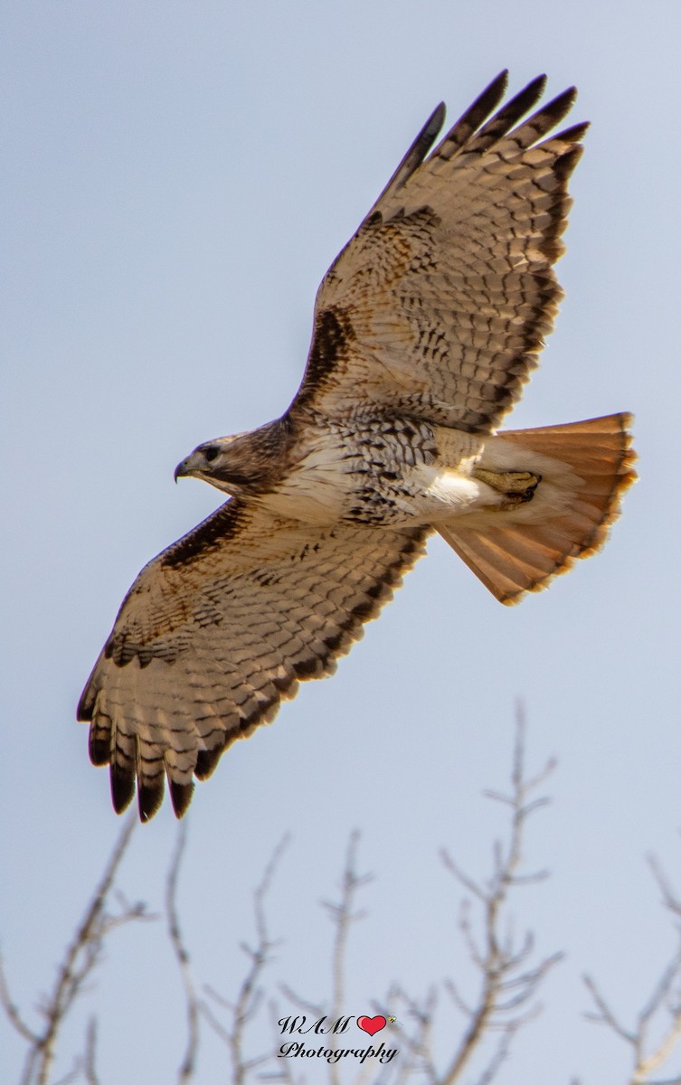 Red-tailed Hawk - ML550172071