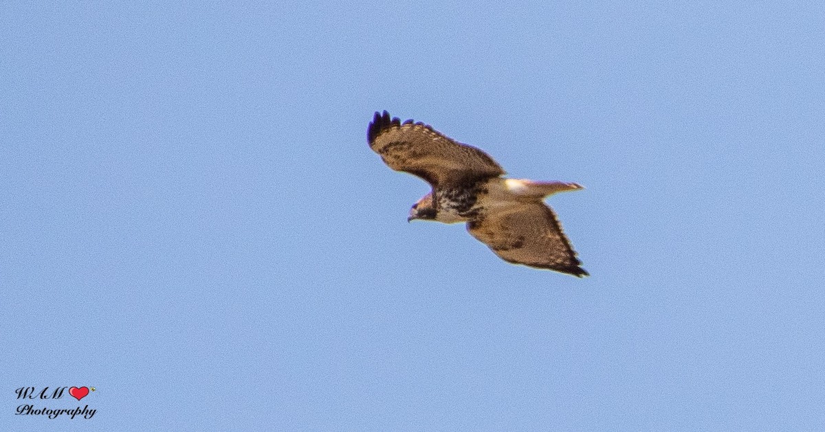 Red-tailed Hawk - ML550172081