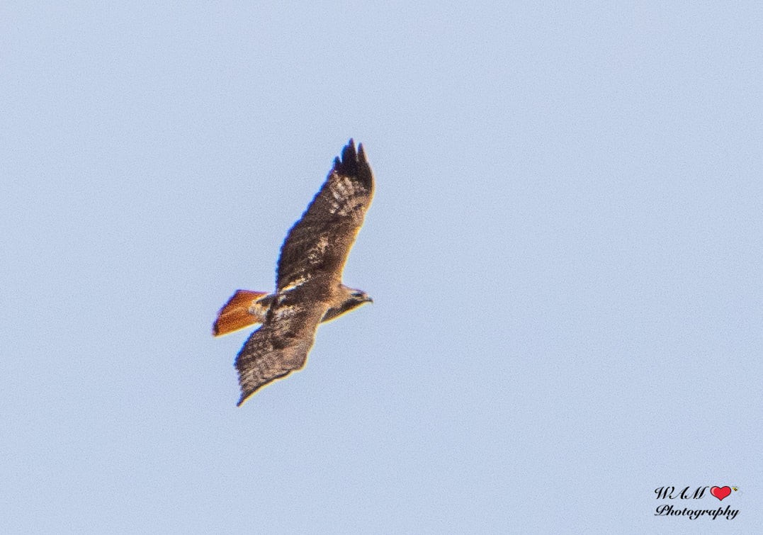 Red-tailed Hawk - RTHOC Group