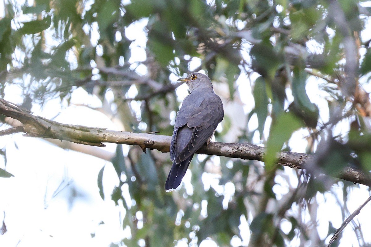 Oriental Cuckoo - ML550174331