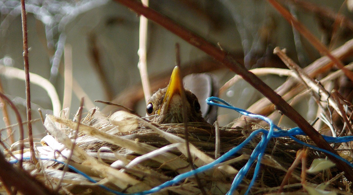 Eurasian Blackbird - ML550174671