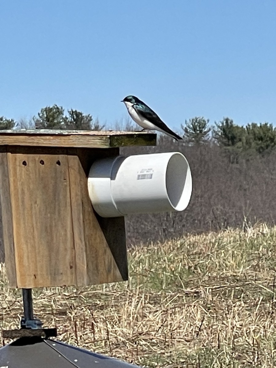 Tree Swallow - ML550174781