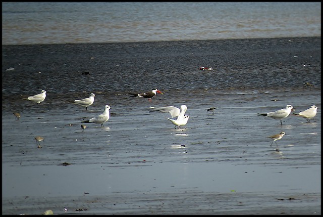 Indian Skimmer - ML55017521