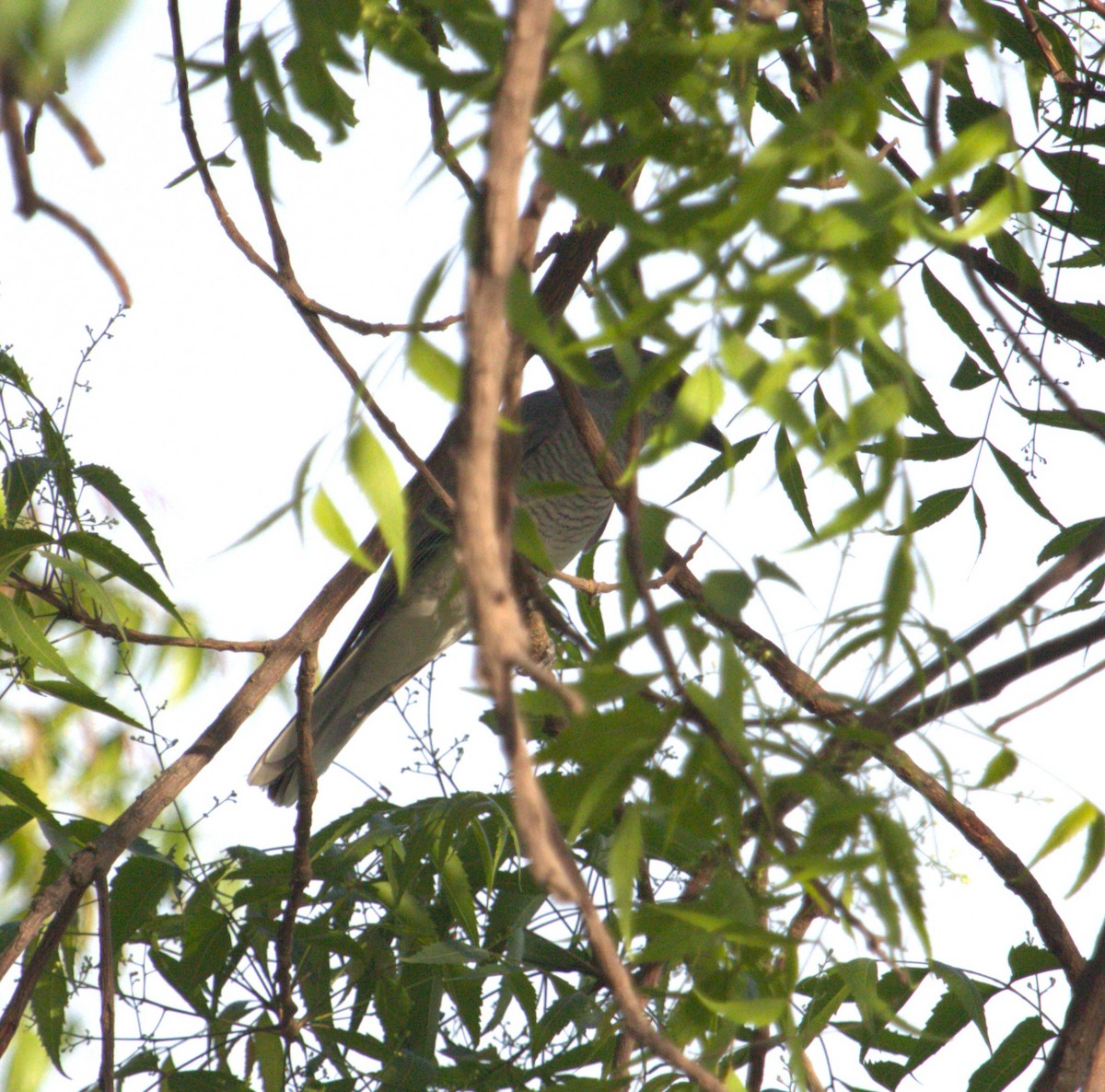 Large Cuckooshrike - PARTH PARIKH