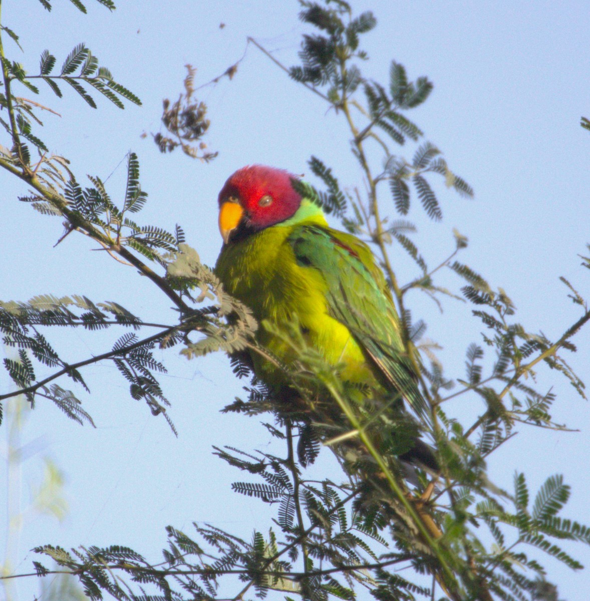 Plum-headed Parakeet - ML550175661