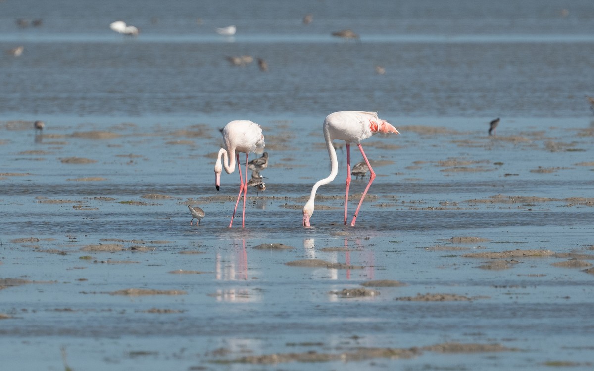 Greater Flamingo - ML550176861