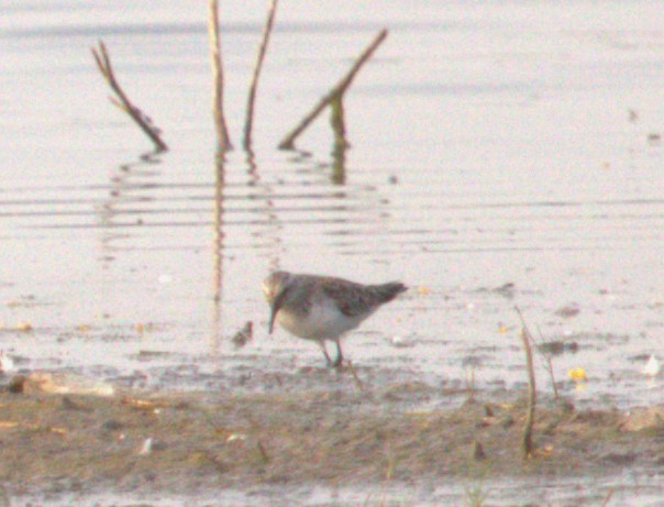 Curlew Sandpiper/Dunlin - ML550176871