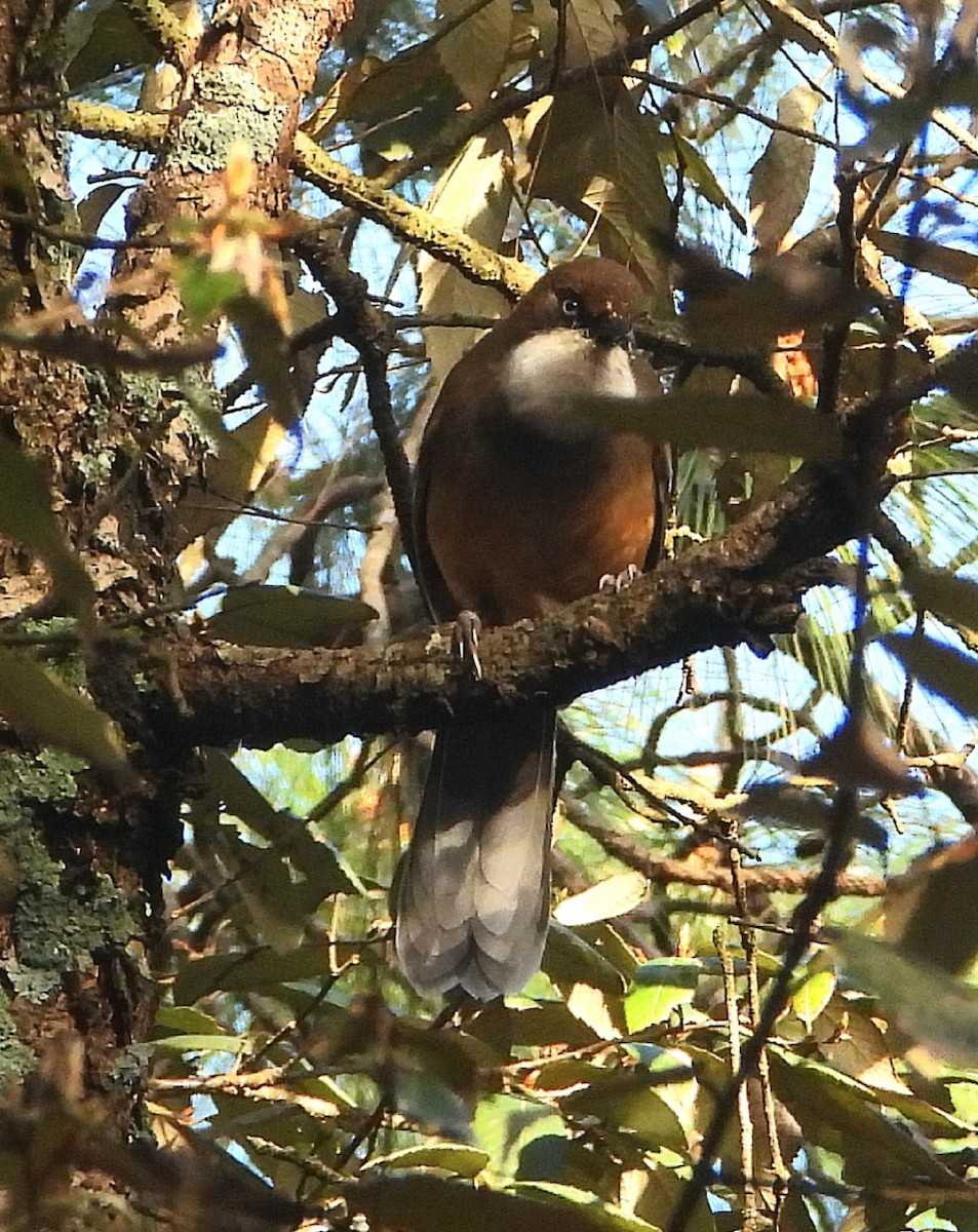 White-throated Laughingthrush - ML550177551