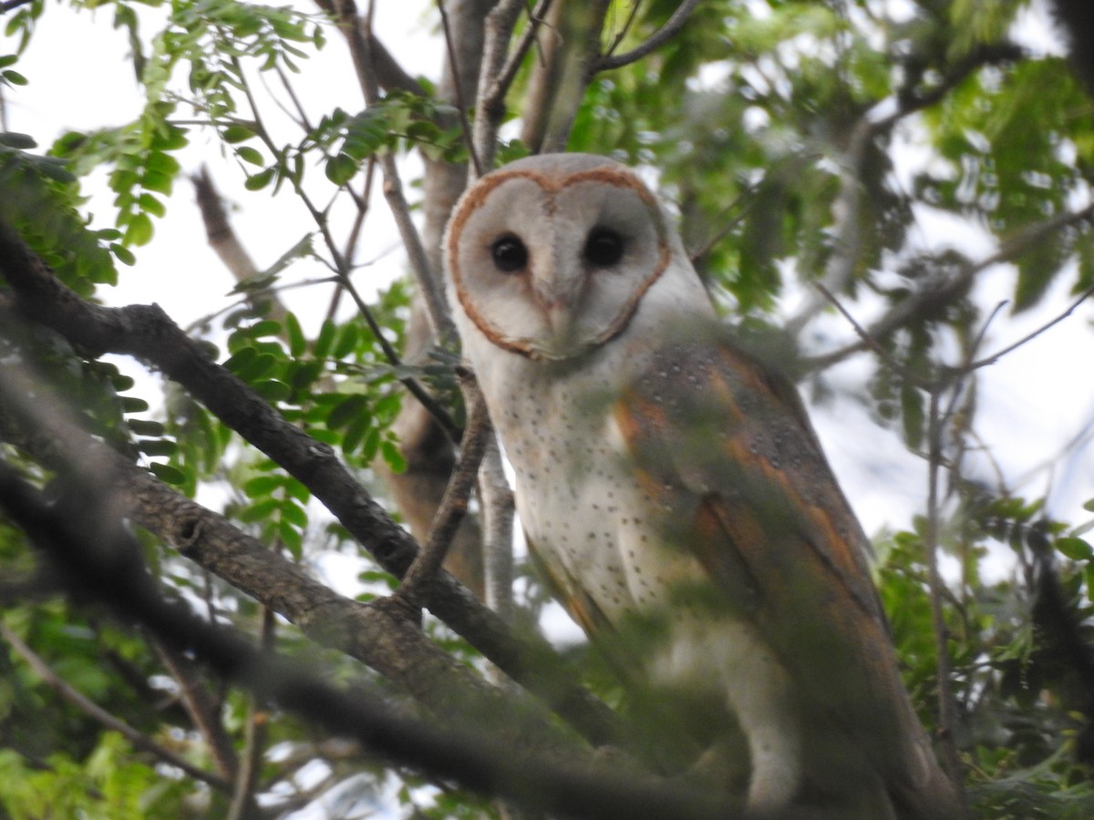 Barn Owl - Mohan Asampalli - GKVK