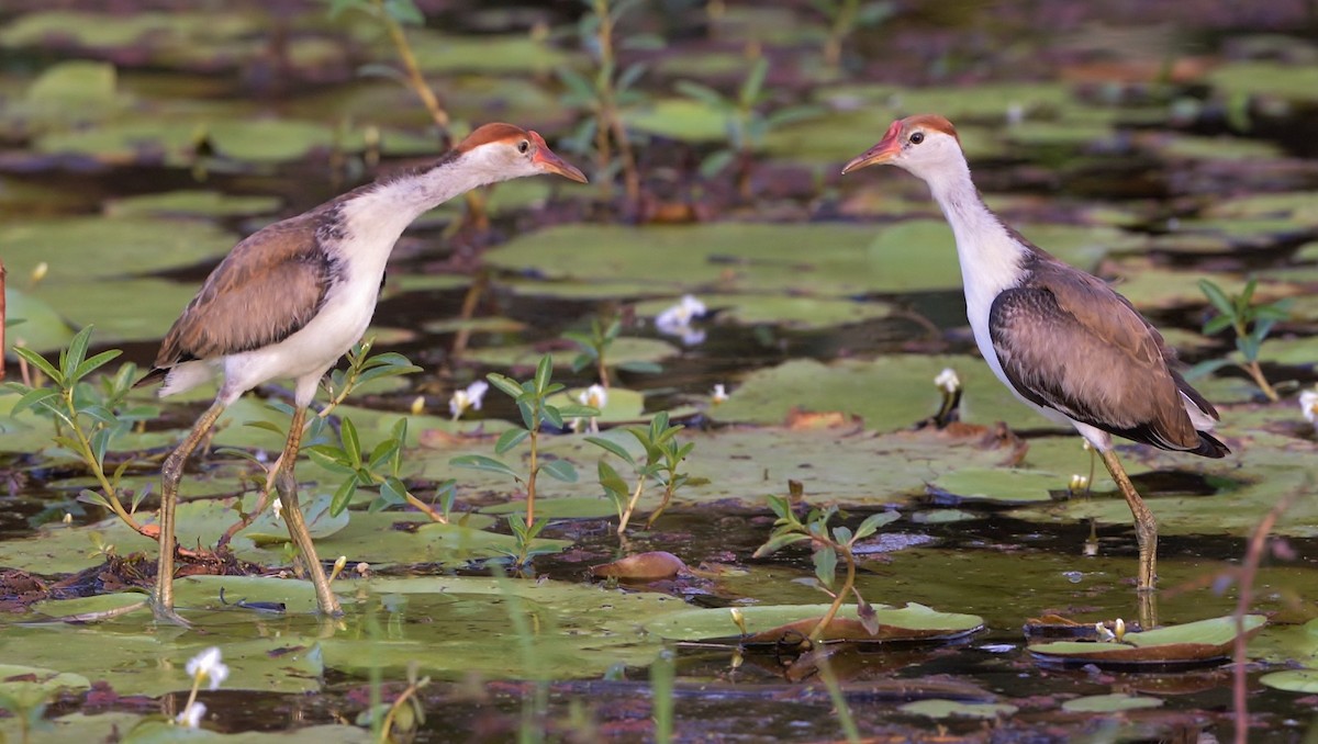 Comb-crested Jacana - ML550178571