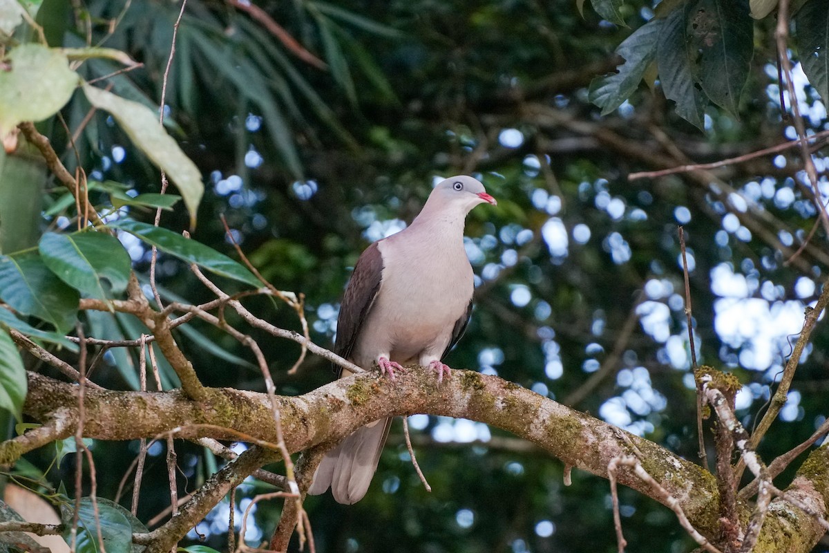 Mountain Imperial-Pigeon - Poramin Watnakornbancha