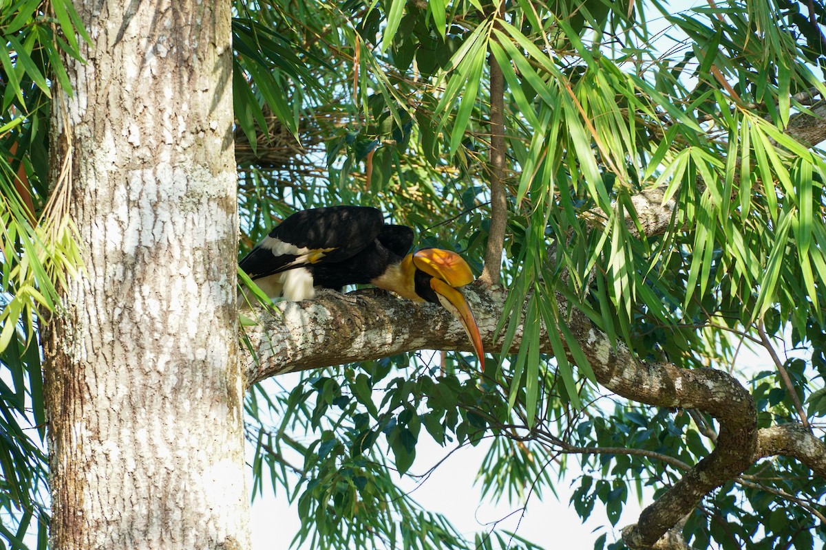 Great Hornbill - Poramin Watnakornbancha