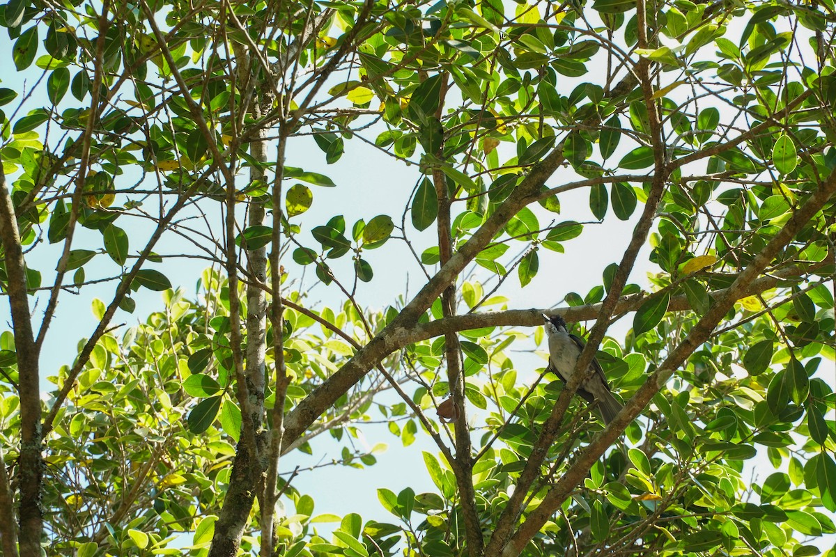 Bulbul à ailes vertes - ML550179731