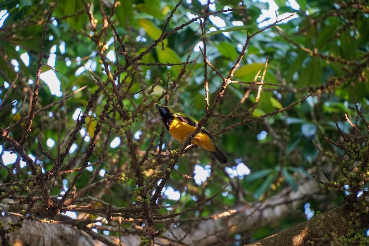 Orangebauch-Blattvogel - ML550179771