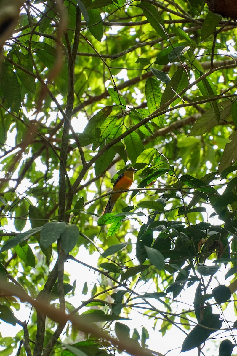 trogon oranžovoprsý - ML550179951