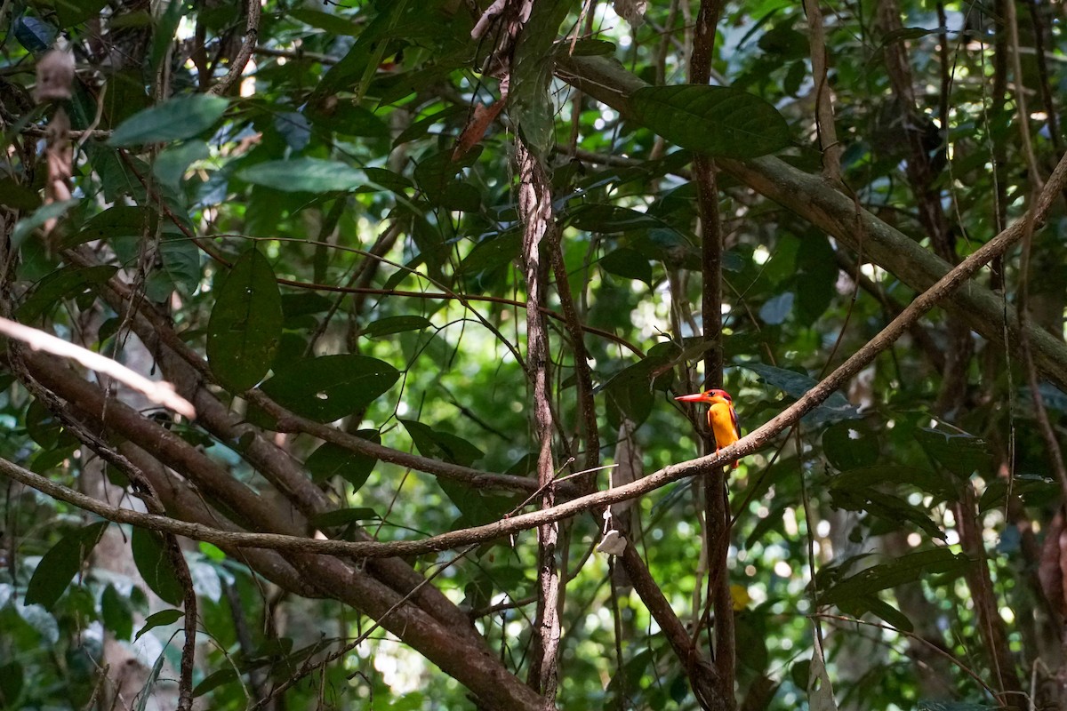 Black-backed Dwarf-Kingfisher - Poramin Watnakornbancha