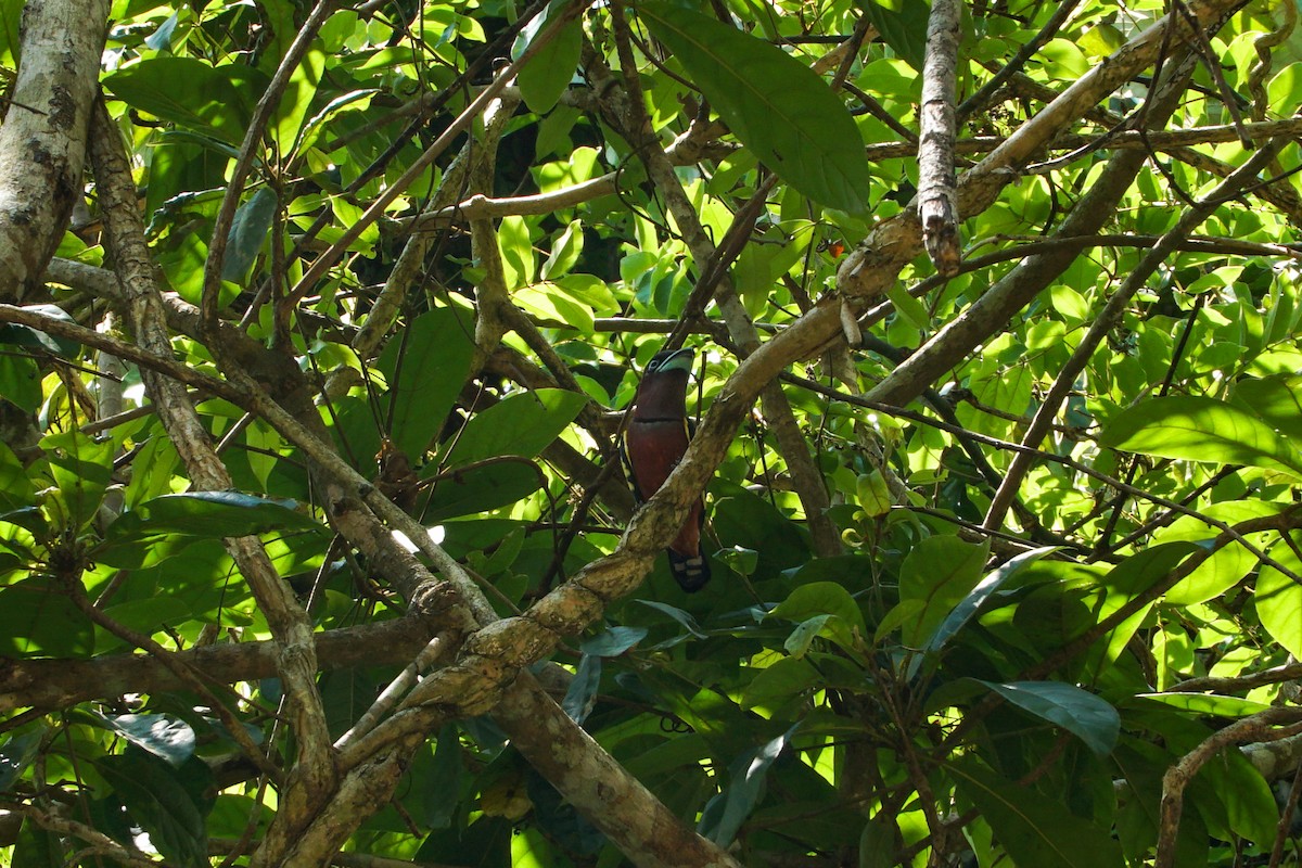 Banded Broadbill - Poramin Watnakornbancha