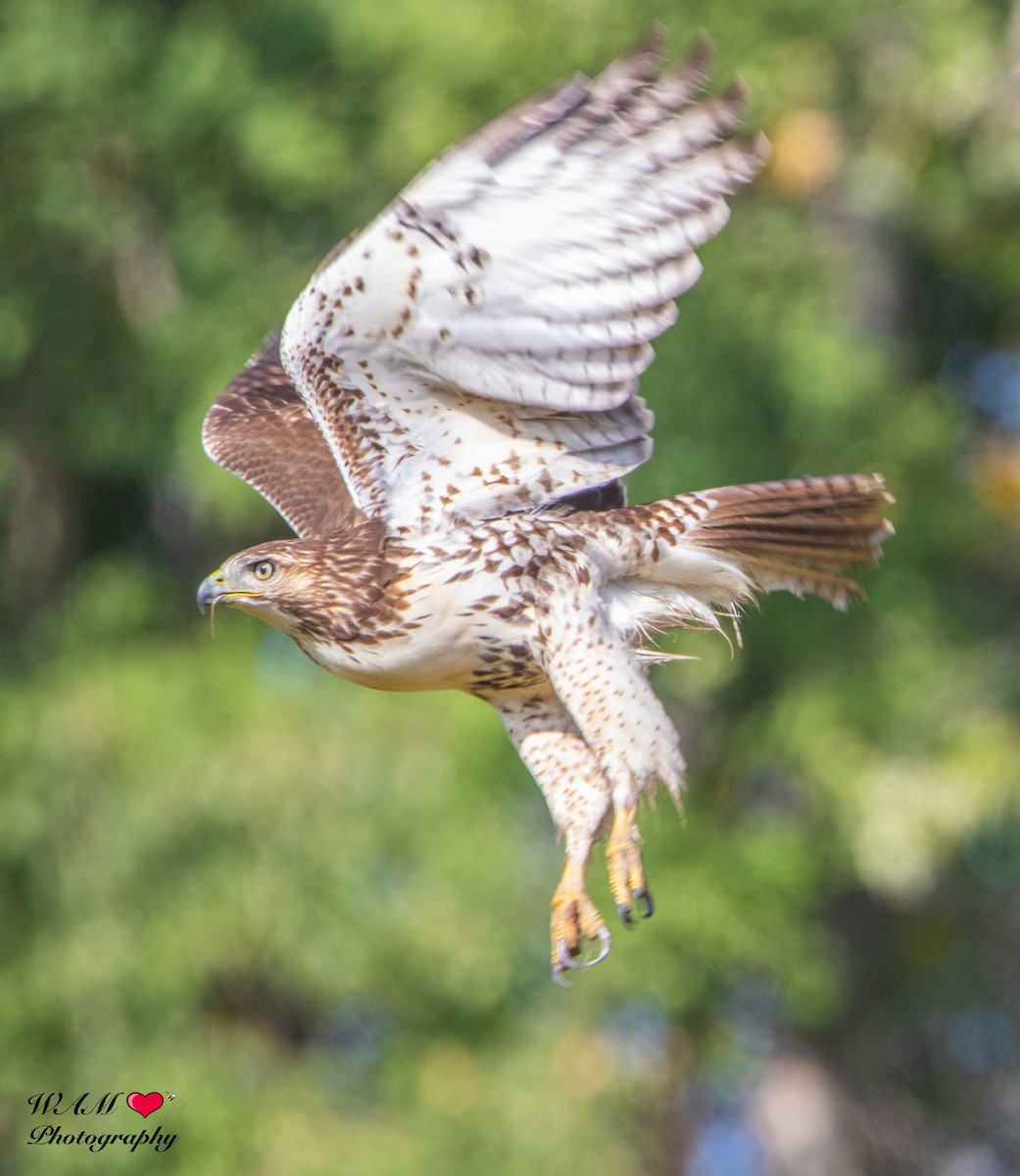 Red-tailed Hawk - RTHOC Group
