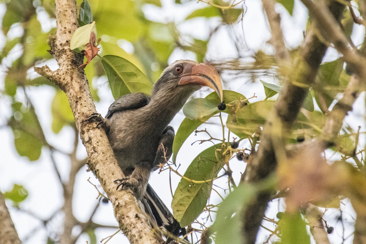 Malabar Gray Hornbill - ML550182971