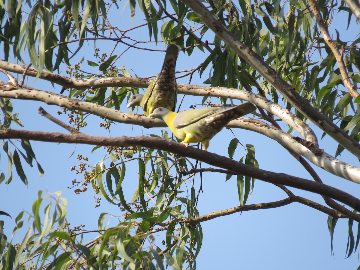 Yellow-footed Green-Pigeon - ML550182981