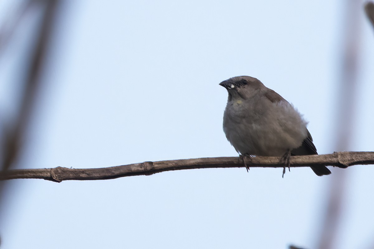 Yellow-throated Sparrow - ML550183581