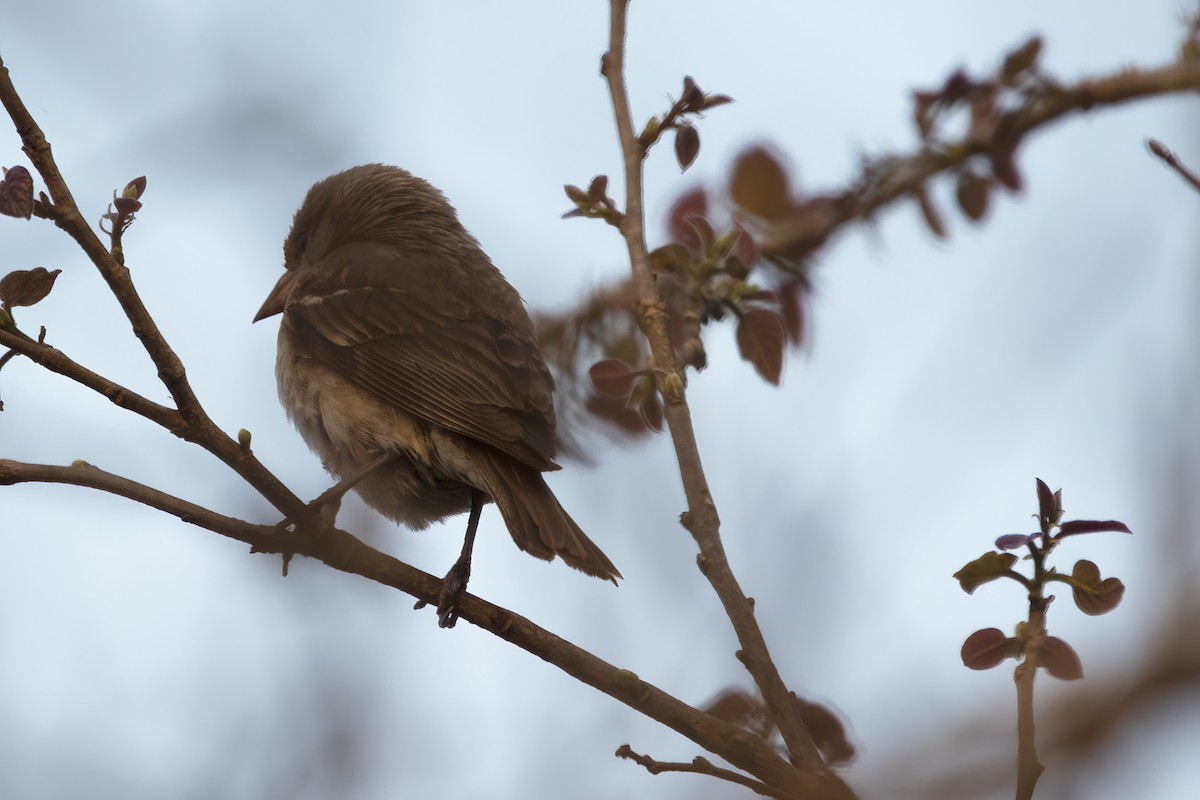 Yellow-throated Sparrow - ML550183591