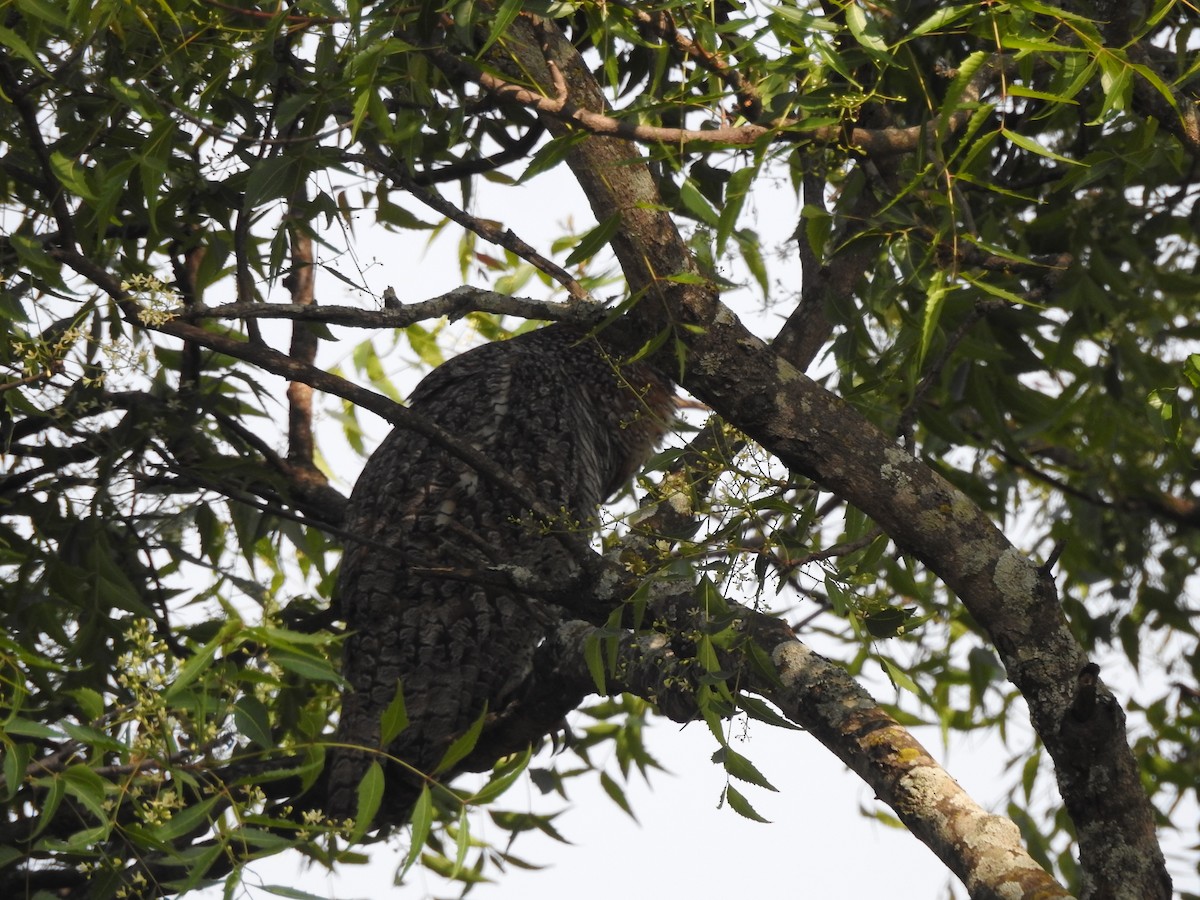 Mottled Wood-Owl - ML550185171