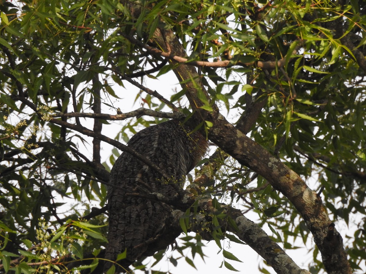 Mottled Wood-Owl - ML550185181