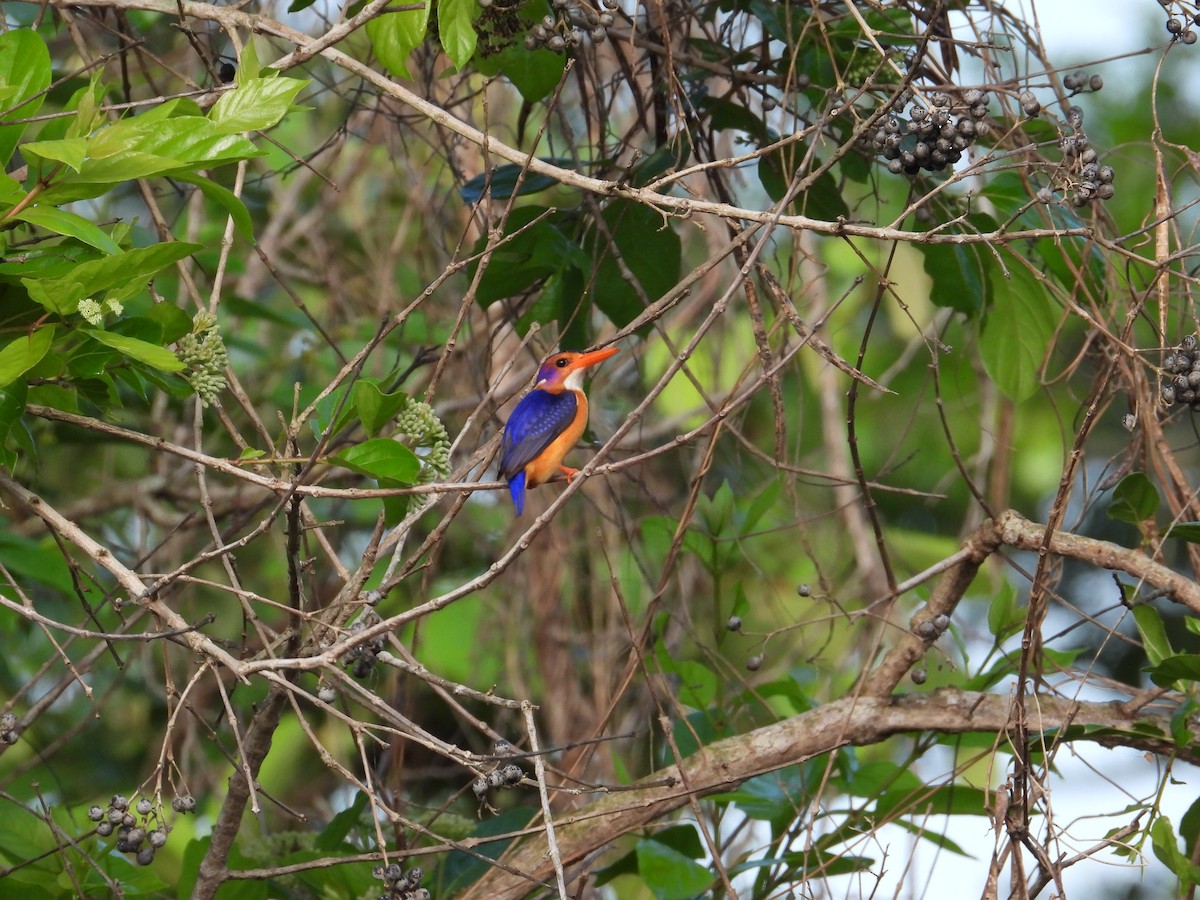 African Pygmy Kingfisher - ML550186311