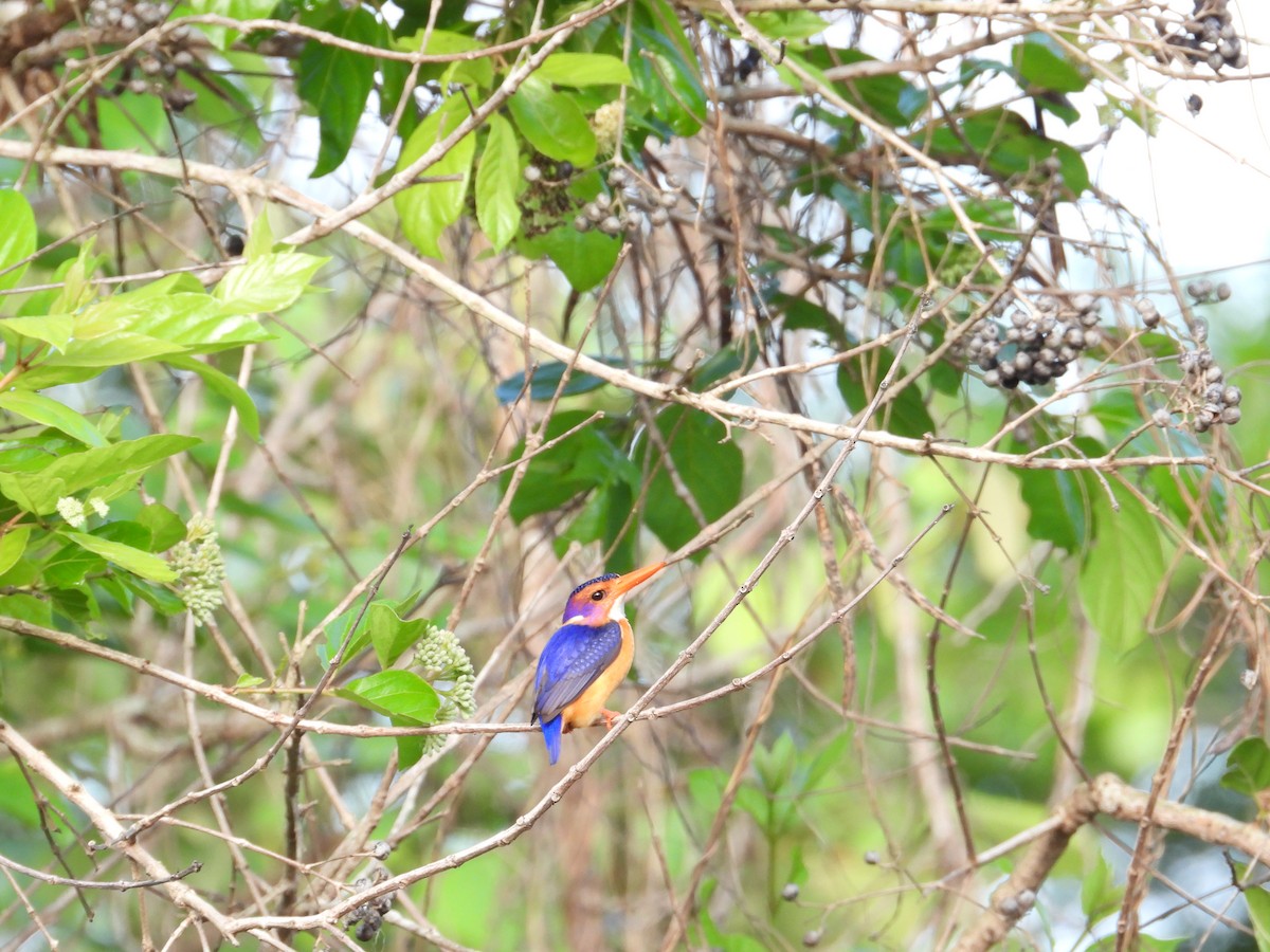 African Pygmy Kingfisher - ML550186321