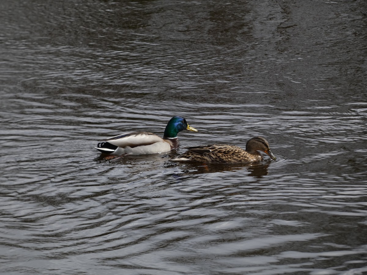 Mallard - ML550187571