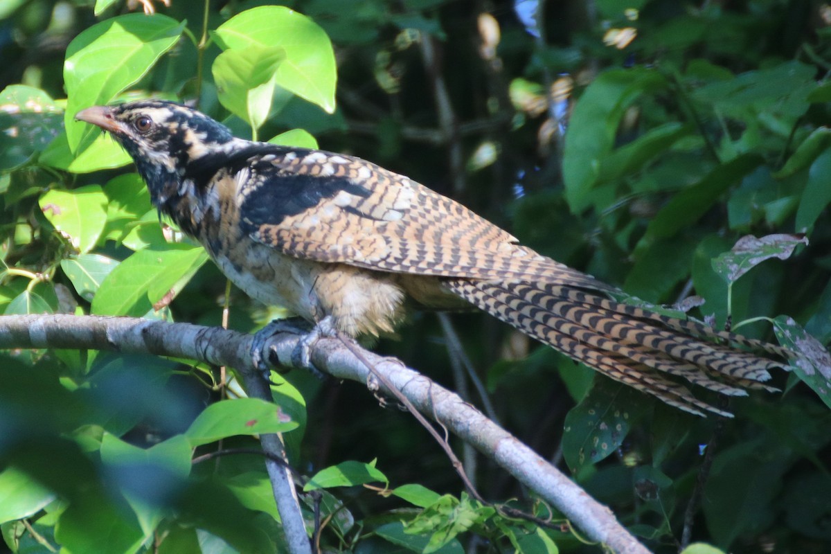 Pazifikkoel (cyanocephalus/subcyanocephalus) - ML550188041