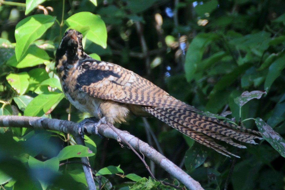 Pasifik Koeli (cyanocephalus/subcyanocephalus) - ML550188051