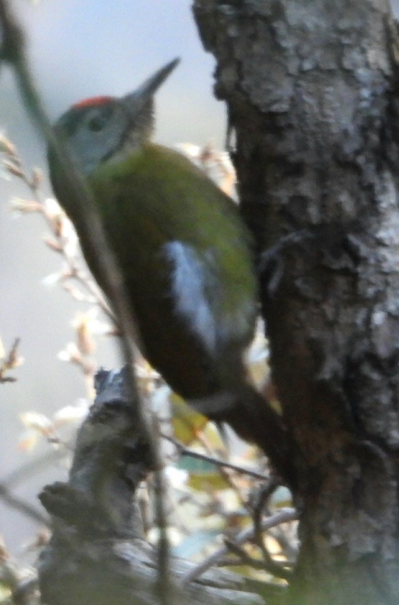 Gray-headed Woodpecker - ML550188421