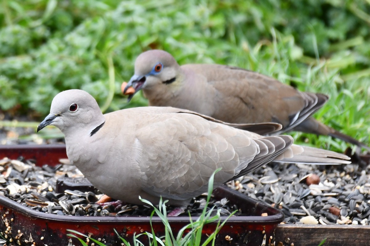 Eurasian Collared-Dove - Carmen Ricer