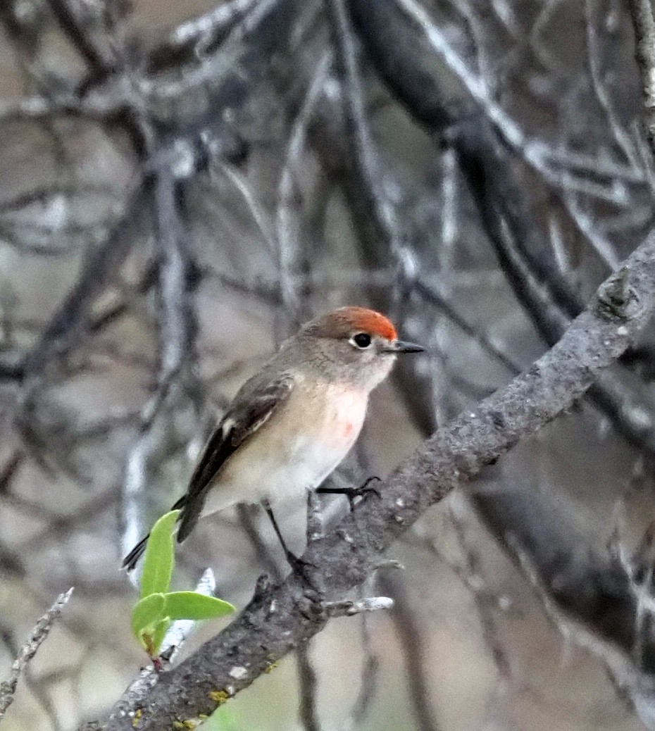 Red-capped Robin - Steve Law