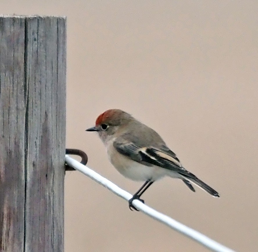 Red-capped Robin - Steve Law