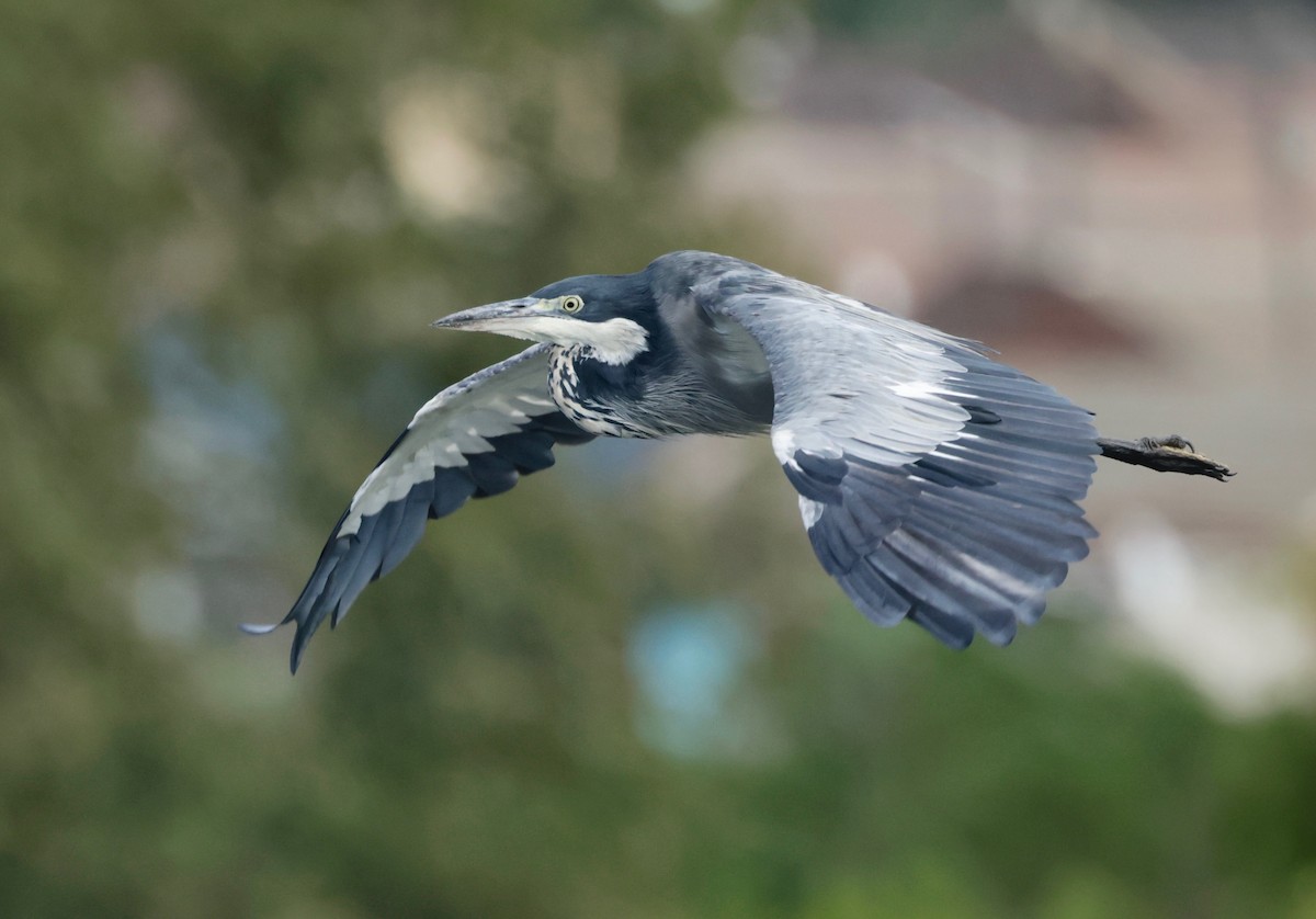 Black-headed Heron - ML550189651